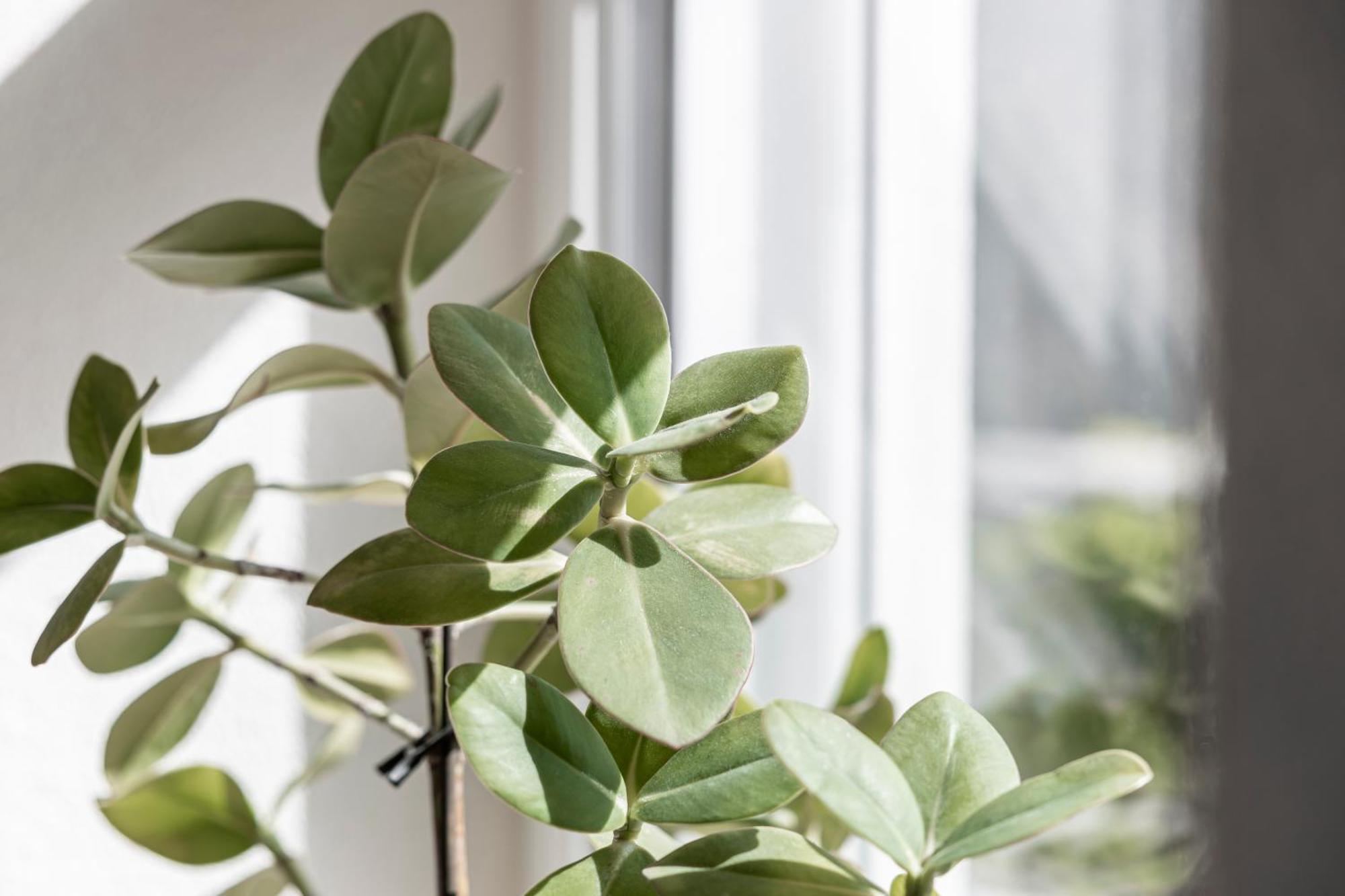 Kiechls Homebase - Adults Only タルレンツ 部屋 写真